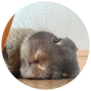 😟 rabbit, animal, pet, sleeping, cute, bunny, domestic rabbit telegram sticker