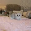 🐱