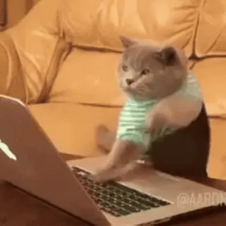 🐱 chat, dactylo, ordinateur, portable, animal, mème, drôle, internet whatsapp sticker