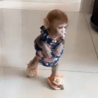 🐵 monyet, binatang, pakaian, imut, lucu, primata, meme telegram sticker