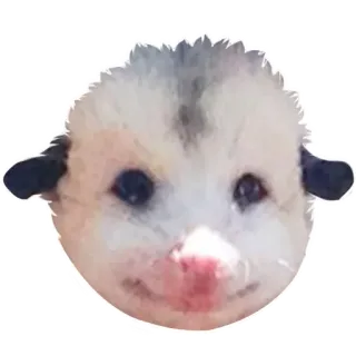 😎 Opossum, Beutelratte, Tier, niedlich, Beuteltier, Wildtier whatsapp sticker
