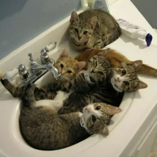 😺 chats, chatons, évier, animaux, mignon, drôle, animaux de compagnie telegram sticker