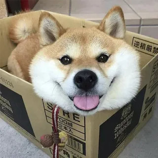 😛 chien, shiba inu, boîte, mignon, animal, animal de compagnie telegram sticker