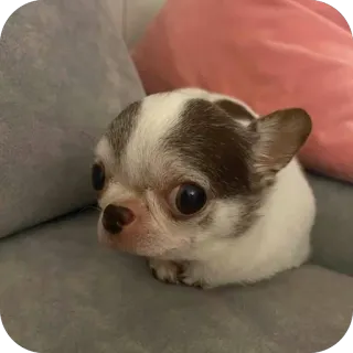🫥 hond, puppy, chihuahua, dier, schattig, huisdier telegram sticker