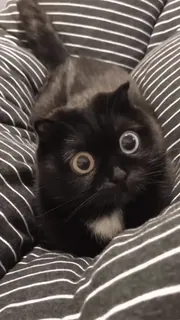 👀 кот, животное, гетерохромия, питомец, черный кот, кот с разными глазами telegram sticker