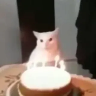 🎂 chat, anniversaire, fête, bougie, gâteau, animal telegram sticker