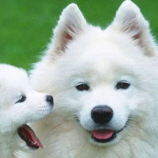 ❤️ Hund, Welpe, Samojede, Tier, süß, Haustier, Haustier telegram sticker