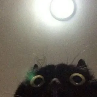 👁 chat, animal, animal de compagnie, chat noir, mignon, drôle telegram sticker
