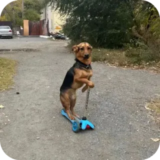 🐶 whatsapp sticker