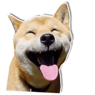 😃 dog, shiba inu, happy, smile, animal, cute whatsapp sticker