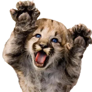 Bichos telegram stickers