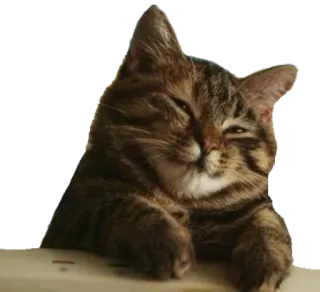 ☺️ cat, animal, pet, feline telegram sticker