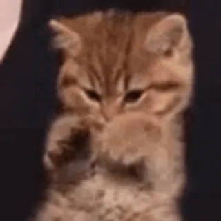 🐨 кот, котенок, милый, животное, кошачий whatsapp sticker