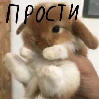 🐰 ПРОСТИ lapin, lapinou, mignon, excuse, désolé whatsapp sticker