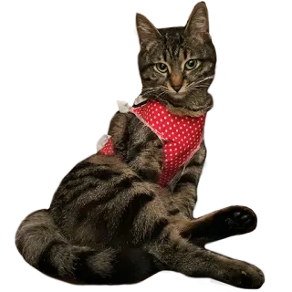 🤨 cat, pet, animal, tabby, domestic cat, feline, kitten telegram sticker