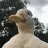 🦆