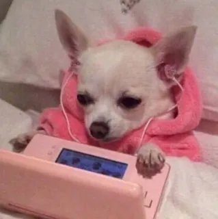 😥 chihuahua, cane, gamer, nintendo ds, rosa, carino, animale, animale domestico telegram sticker