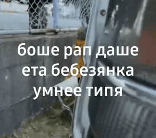🌟 боше рап даше ета бебезянка умнее типа offensive language, slur, russian, insulting, derogatory whatsapp sticker