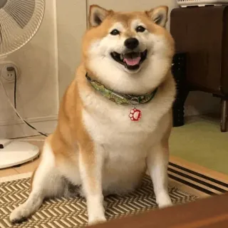 😄 chien, shiba inu, animal de compagnie, animal, mignon, souriant telegram sticker
