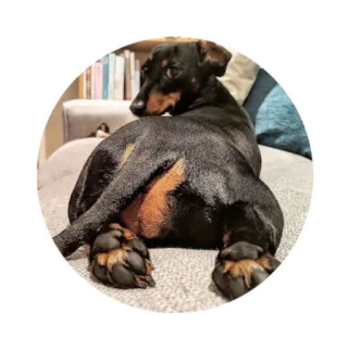 😏 dog, dachshund, animal, cute, pet, funny whatsapp sticker