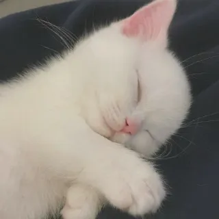🐾 chat, chaton, blanc, dormir, animal, animal de compagnie, mignon whatsapp sticker