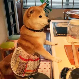 🍽 shiba inu, dog, apron, cooking, kitchen telegram sticker