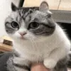 😺