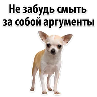 🤧 Незабудь смыть за собой аргументы dog, chihuahua, funny, pet, animal, meme telegram sticker