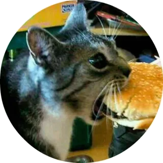 😤 chat, burger, animal, manger, nourriture telegram sticker
