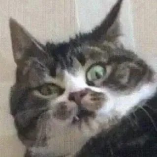 🥵 cat, animal, pet, domestic animal, mammal, feline whatsapp sticker