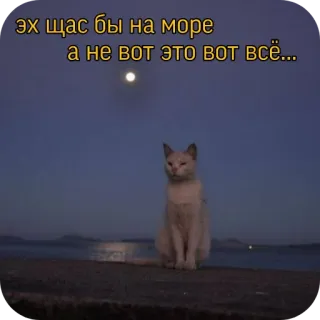 😞 эх щас бы на море а не вот это вот всё... 猫, 海, 月, 憧憬, 悲しい, 夕焼け, 自然, 空 telegram sticker