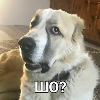 🤔 ШО? cane, domanda, confuso, animale, russo telegram sticker