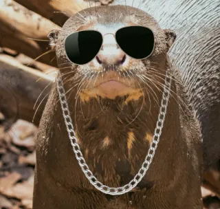 😎 otter, sunglasses, chain, animal, cool, funny, meme telegram sticker