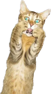 😱 猫, 动物, 表情包, 搞笑, 奇怪, 傻 telegram sticker