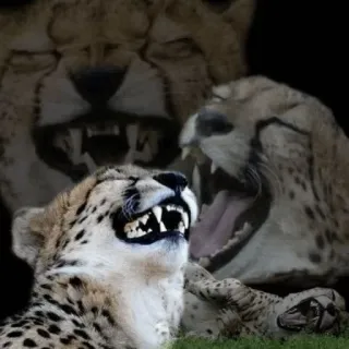 😂 cheetah, wildlife, animal, predator, big cat, teeth telegram sticker