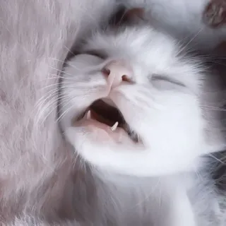 🥠 kätzchen, schlafend, katze, süß, tier, haustier, gähnen telegram sticker