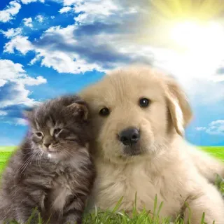 🥰 kotek, szczeniak, kot, pies, zwierzęta, słodkie telegram sticker