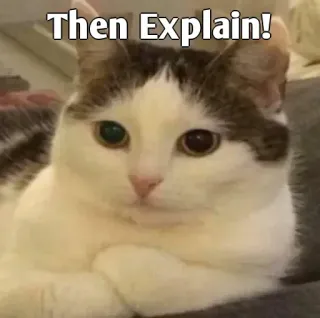 👀 Then Explain! cat, meme, funny, explain, pet, animal, humor whatsapp sticker