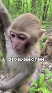 🐒 хпхахаах пон 원숭이, 유인원, 동물, 귀여운 whatsapp sticker
