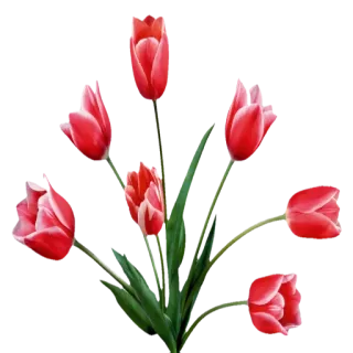 🌹 Tulpen, Blumen, Rot, Natur, Frühling, Blumenmuster telegram sticker