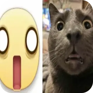 🐱 chat, emoji, choc, surprise, drôle, mème telegram sticker