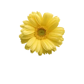 😥 Blume, gelb, Gerbera, Blumenmuster, Natur telegram sticker