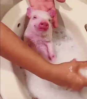 🐷 leitão, banho, animal, fofo, animal de estimação, animal doméstico, porquinho whatsapp sticker