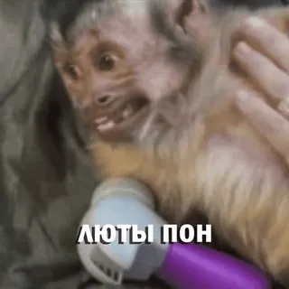 😃 ЛЮТЫ ПОН macaco, animal, meme, russo whatsapp sticker