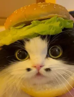 🍔 고양이, 버거, 귀여운, 애완동물, 동물, 샌드위치, 웃긴 telegram sticker