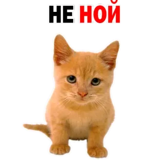 😡 НЕ-НОЙ gato, gatinho, animal, animal de estimação, meme, russo, não reclame whatsapp sticker