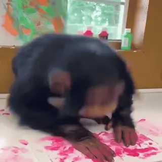 🤣 chimpanzee, ape, animal, painting, art, pink paint telegram sticker