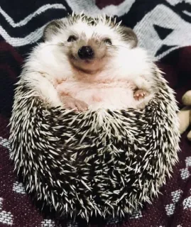 😻 ハリネズミ, 動物, 可愛い, ペット, 哺乳類, 野生動物 whatsapp sticker