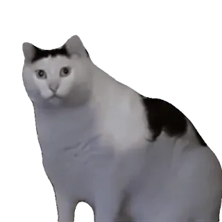 😨 cat, white, black, domestic, animal telegram sticker