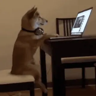 🧑‍💻 cane, computer, cuffie, shiba inu, animale, animale domestico whatsapp sticker
